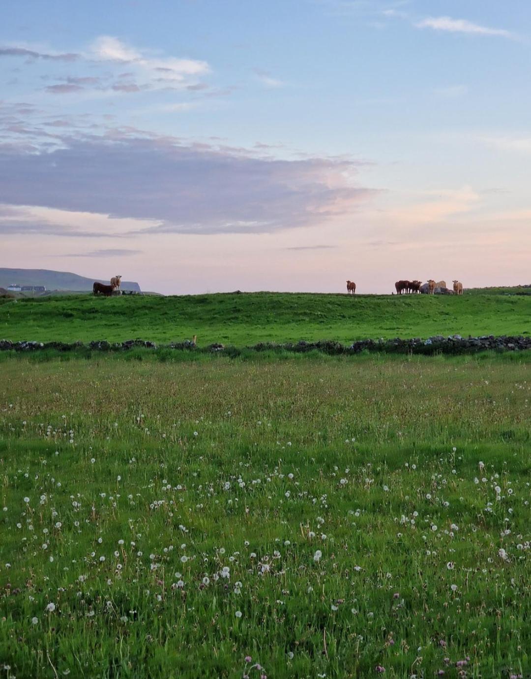 فيلا Wild Meadow Huts دولين المظهر الخارجي الصورة