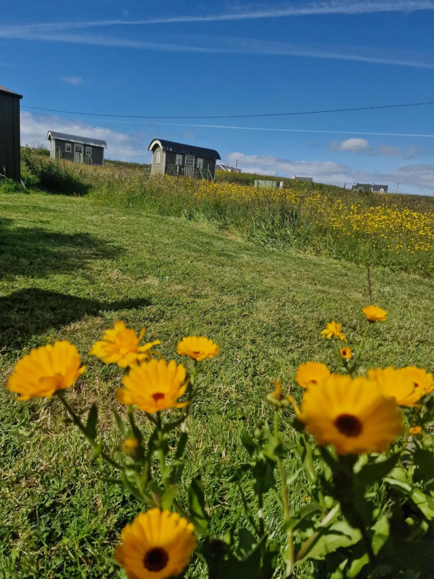 فيلا Wild Meadow Huts دولين المظهر الخارجي الصورة