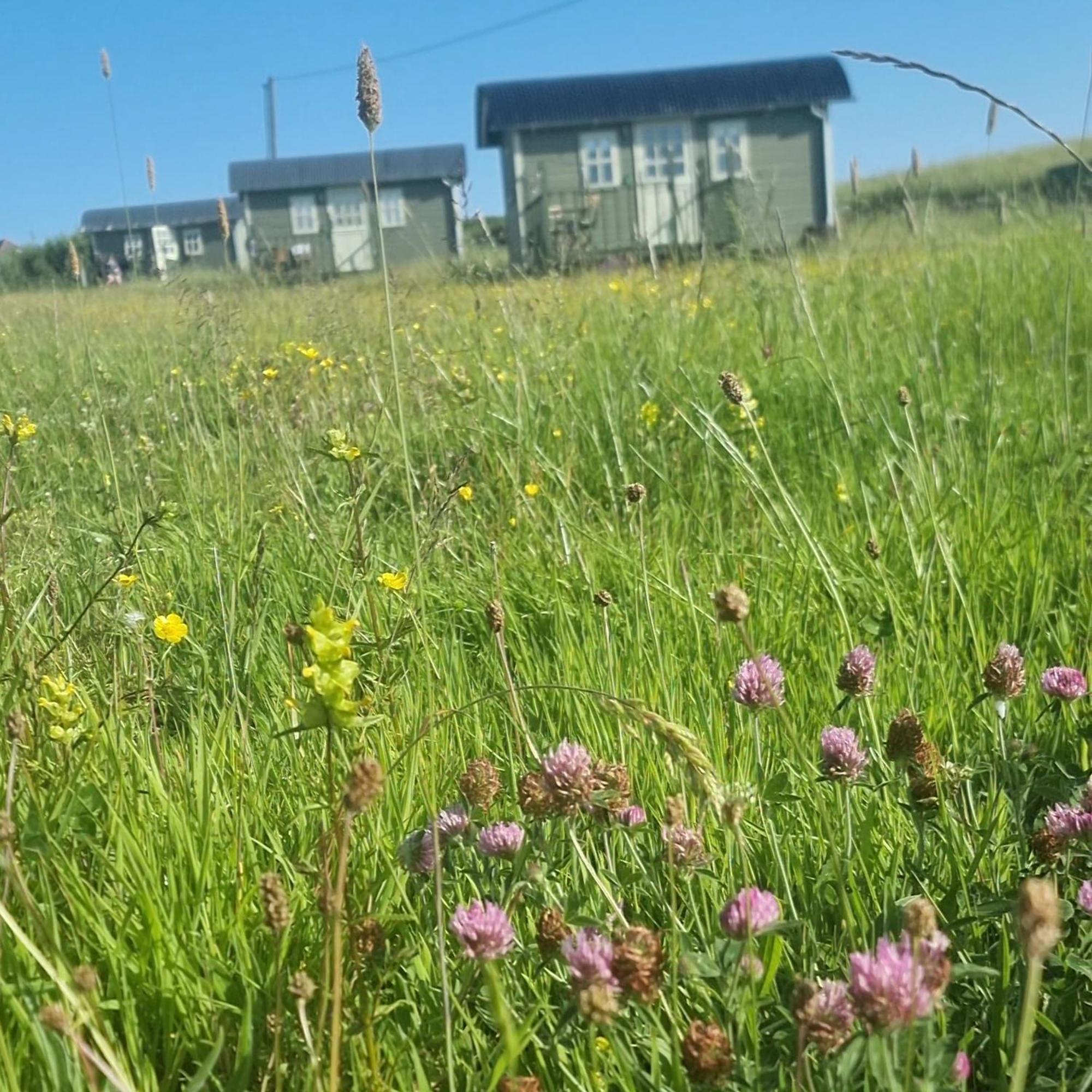 فيلا Wild Meadow Huts دولين المظهر الخارجي الصورة